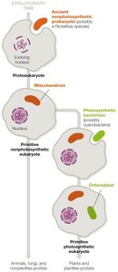Diagram of endosymbiotic events