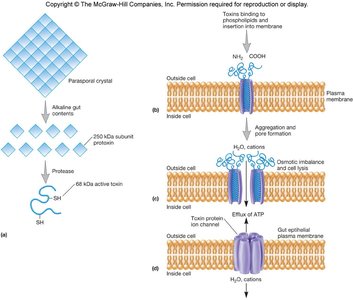 Bt toxin mechanism and action on insect gut
