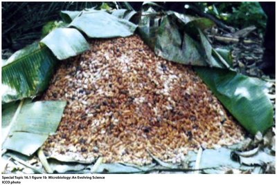 Cacao bean fermentation pile