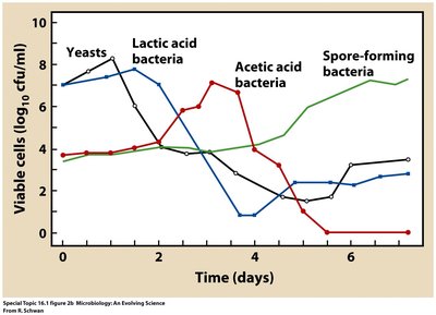 Microbial succession during cacao fermentation