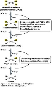 Reductive dehalogenation of chlorinated compounds