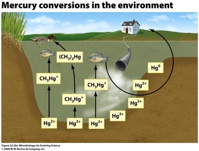 Mercury conversions in the environment