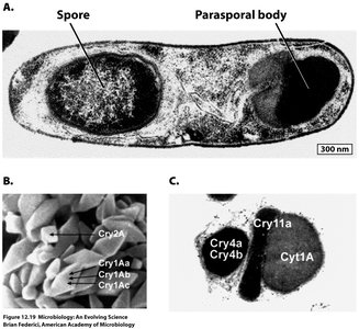 Bt spore and parasporal body structure