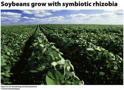 Soybeans with symbiotic rhizobia
