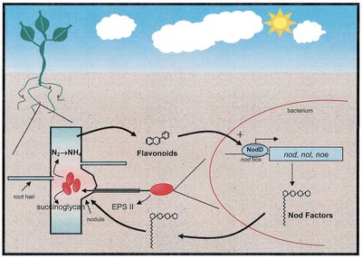Diagram of nitrogen fixation and nodulation