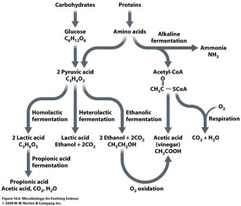 Fermentation pathways for carbohydrates and proteins