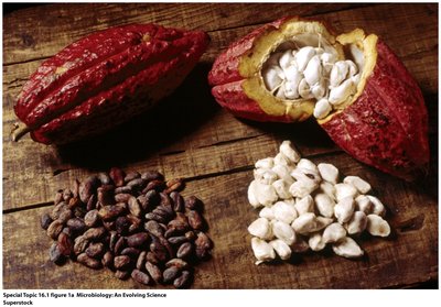 Cacao pods and beans
