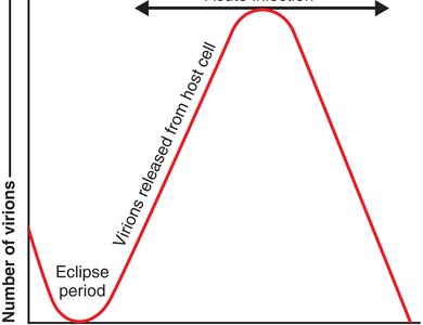 One-step growth curve of viral infection