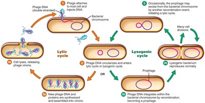 Lytic and lysogenic cycles compared