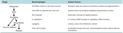 Comparison of bacteriophage and animal viral multiplication