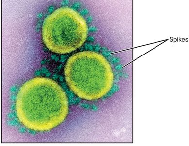 HPV vaccine Gardasil