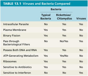 Viruses and bacteria compared