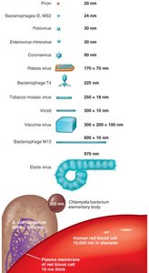 Size comparison of viruses and cells