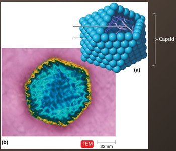 Polyhedral virus structure