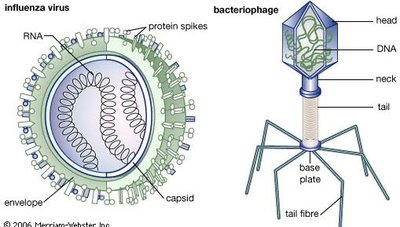 Influenza virus and bacteriophage structure