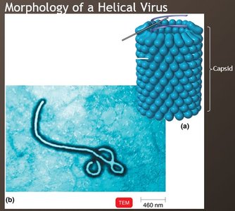 Morphology of a helical virus