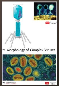 Morphology of complex viruses