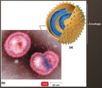 Enveloped virus structure