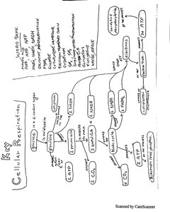 Handwritten flowchart of cellular respiration pathways including glycolysis, Krebs cycle, and electron transport chain