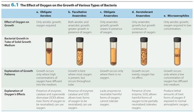 Table showing the effect of oxygen on the growth of various types of bacteria, including obligate aerobes, facultative anaerobes, obligate anaerobes, aerotolerant anaerobes, and microaerophiles, with illustrations of bacterial growth in tubes.