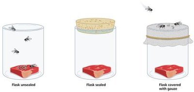 Redi's experiment on spontaneous generation