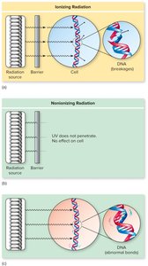 Ionizing vs. nonionizing radiation effects