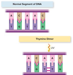 Thymine dimer formation by UV