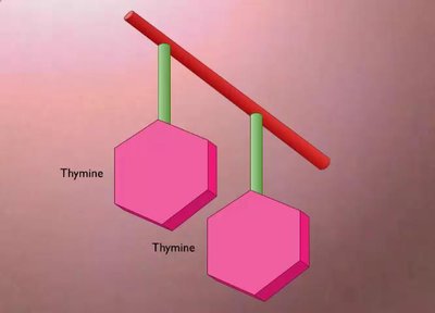 Thymine dimer structure