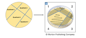Diagram of quadrant streak plate method for bacterial isolation