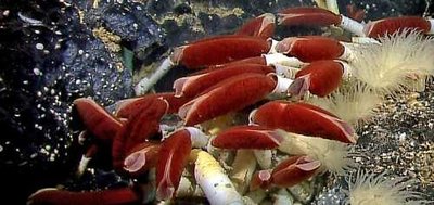 Giant tube worms on the ocean floor with chemosynthetic bacteria