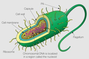 Diagram of prokaryotic cell structure