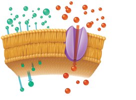 Simple and facilitated diffusion across plasma membrane