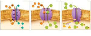 Types of active transport mechanisms