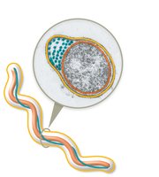 Periplasmic flagella in spirochetes