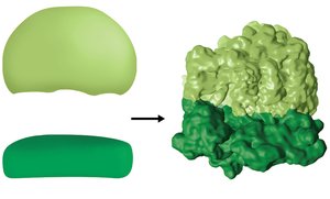 Prokaryotic ribosome structure