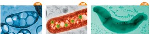 Inclusion bodies: carboxysomes and magnetosomes