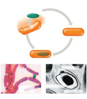 Bacterial endospore formation and germination