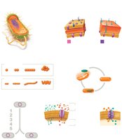 Visual summary of prokaryotic cell features