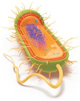 3D illustration of prokaryotic cell structure