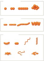 Prokaryotic shapes and arrangements