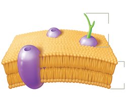 Structure of the plasma membrane