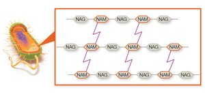 Peptidoglycan structure in bacterial cell walls