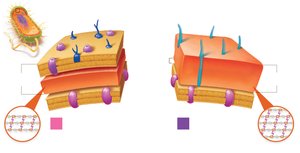 Comparison of Gram-positive and Gram-negative cell walls