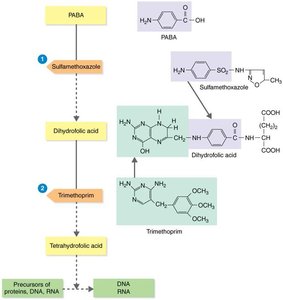 Actions of the antibacterial synthetics sulfamethoxazole and trimethoprim