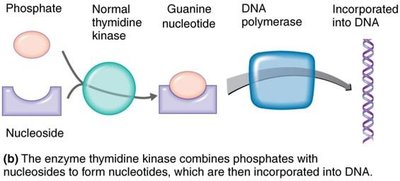 Acyclovir mechanism of action