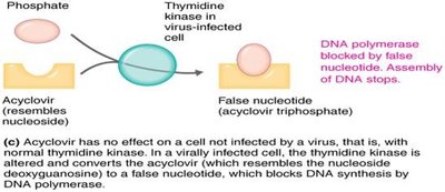 Acyclovir mechanism of action in virus-infected cells