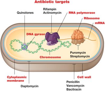 Antibiotic targets in a bacterial cell