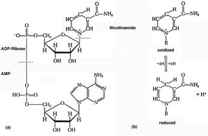 Structure and redox states of NAD+