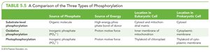 Table comparing types of phosphorylation