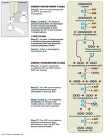 Steps of glycolysis